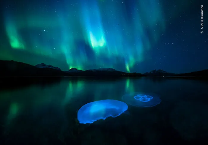 "Aurora Jellies" By Audun Rikardsen