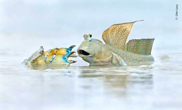 "Neighbourhood" Dispute By Ofer Levy
