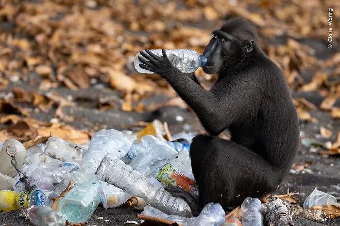"Rubbish Drinks" By Claire Waring