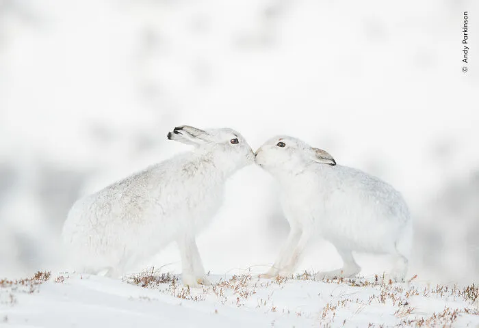 "Tender Touch" By Andy Parkinson