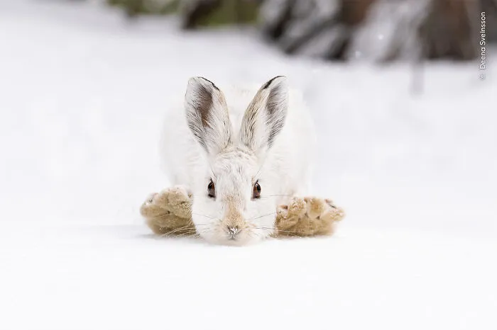 "Snowshoes" By Deena Sveinsson