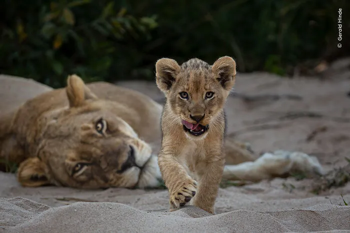 "Curiosity" By Gerald Hinde