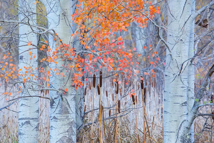 "Autumn Glow" By Uge Fuertes Sanz