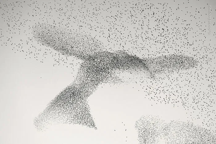 "Starling Murmuration" By Daniel Dencescu