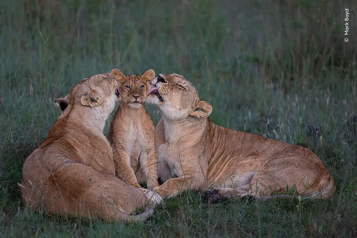 "Shared Parenting" By Mark Boyd