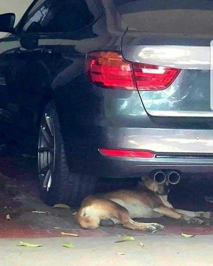 Acabo de ver un perro espía con sus prismáticos