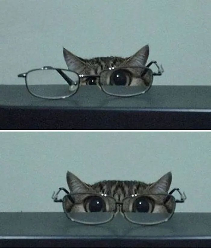 40 Funny And Cute Cats That Might Heal Your Depression, As Shared On This Instagram Page