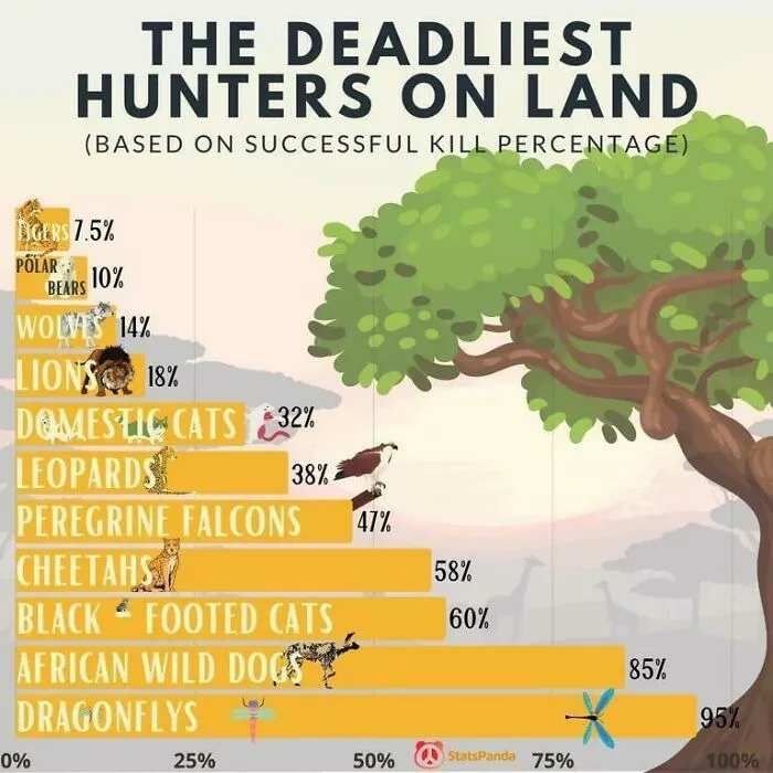 The Deadliest Hunters On Land (Based On Successful Kill Percentage)