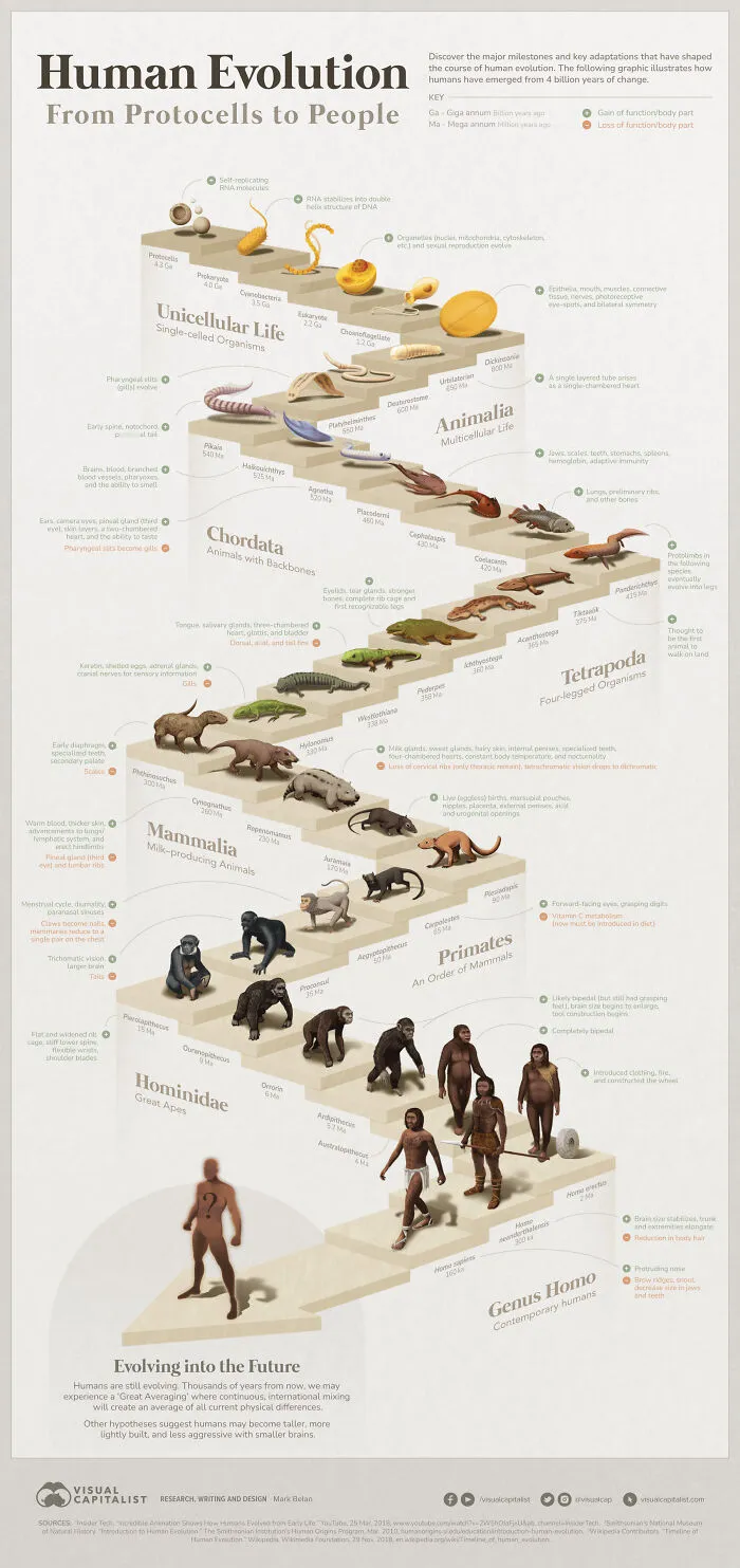 Life From Single Cell To Naked Ape