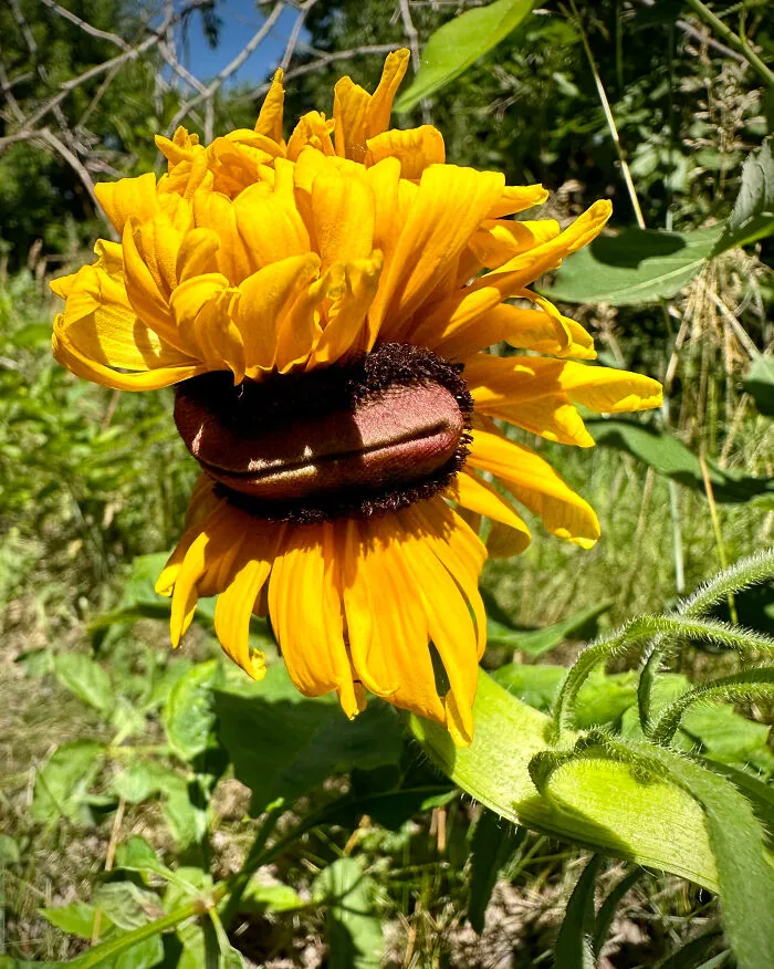 Mutant Black-Eyed Susan