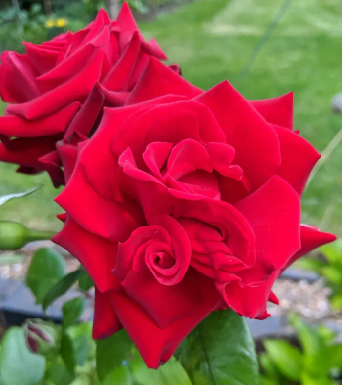 Mutant Rose