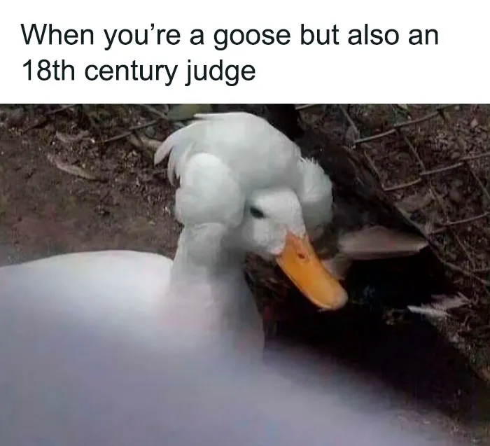 50 Top-Quality Bird Memes To Make You Grin Today, As Shared By This Facebook Page