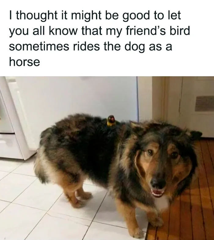 50 Top-Quality Bird Memes To Make You Grin Today, As Shared By This Facebook Page