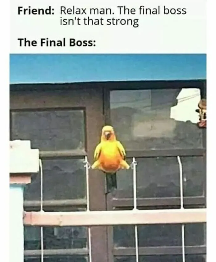50 Top-Quality Bird Memes To Make You Grin Today, As Shared By This Facebook Page