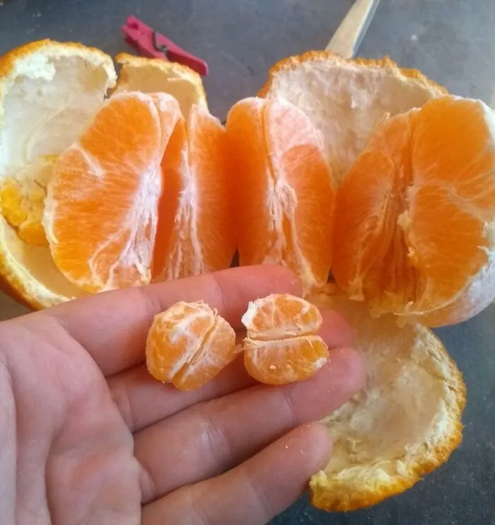 Found A Tiny Tangelo In My Big Tangelo