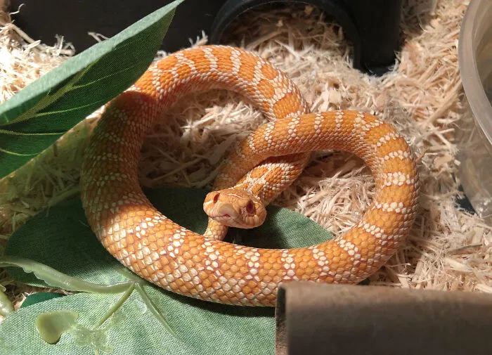 The Pretzel That Bites Back