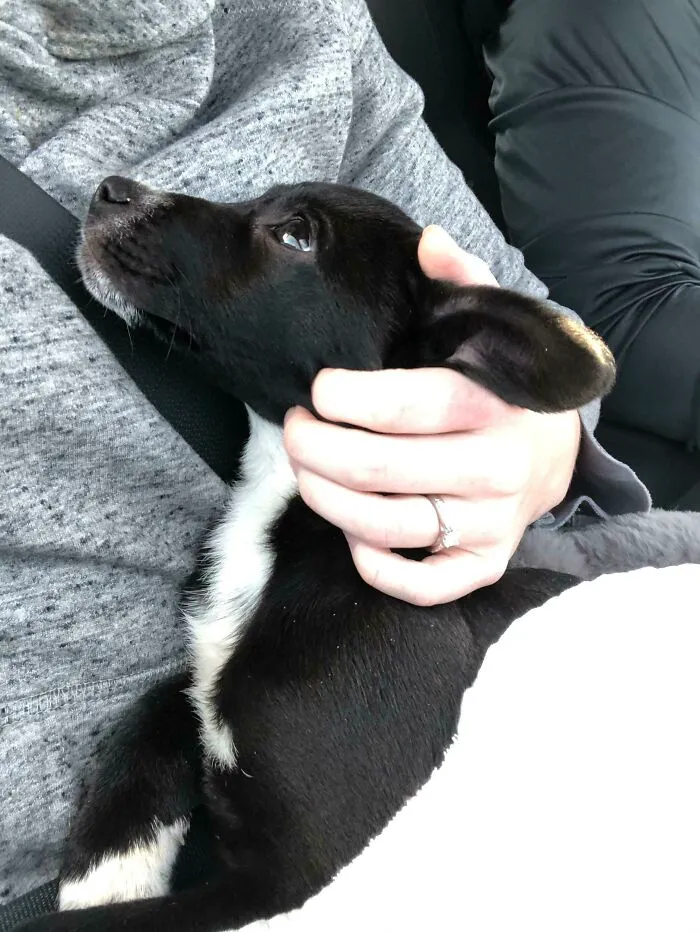 Nuestro nuevo perro se ha pasado todo el camino a casa mirándome así, me derrito