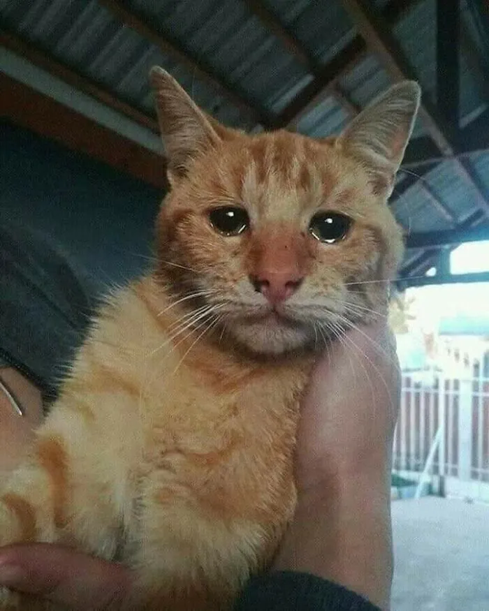 This Cat Was Abandoned And This Is His Photo Minutes After Being Rescued