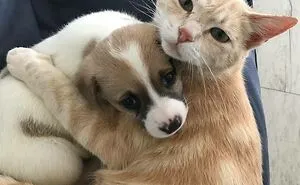 50 Of The Most Heartwarming Pics And Stories Of Happily Adopted Pets (Best-Of-All-Time Edition)