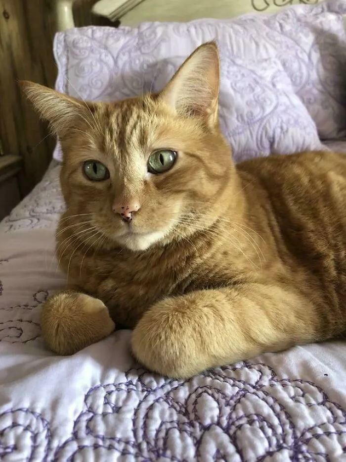 I Adopted My Grandmother’s Cat When She Passed Away And We Are Both Adjusting To Life Without Her Together