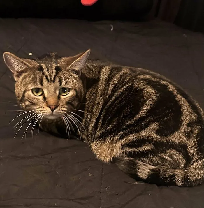 Saw Him At An Adoption Event And Couldn’t Say No. Say Hello To Our First Standard Issue, Chestnut!