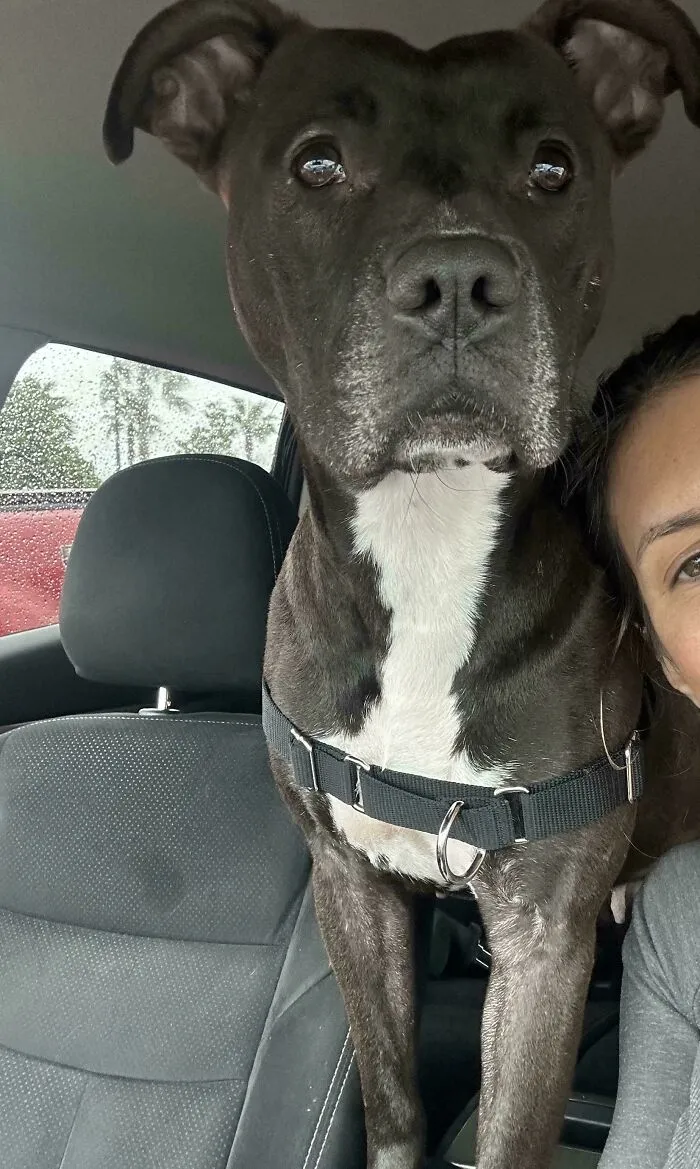 Just Adopted My Girl. She Was Found Starving And Pregnant On The Side Of The Road By A Sweet Couple Who Delivered Her Babes And Nursed Her Back To Health