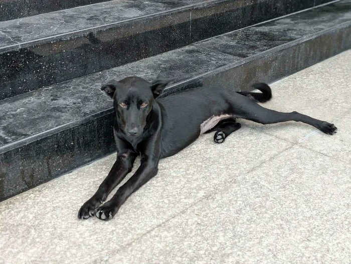 I Got Adopted By This Stray Beauty! Approached Me Out Of The Pitch Darkness, Scared The Crap Out Of Me, And Now I Can't Wait To Get Home To Her. Still No Name, Formosa Mountain Dog