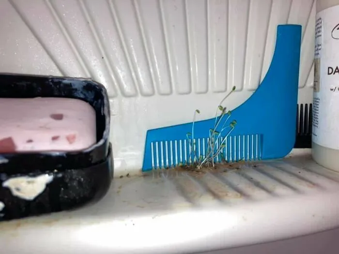 My Roommate Refused To Clean So I Planted Chia Seeds In His Shower