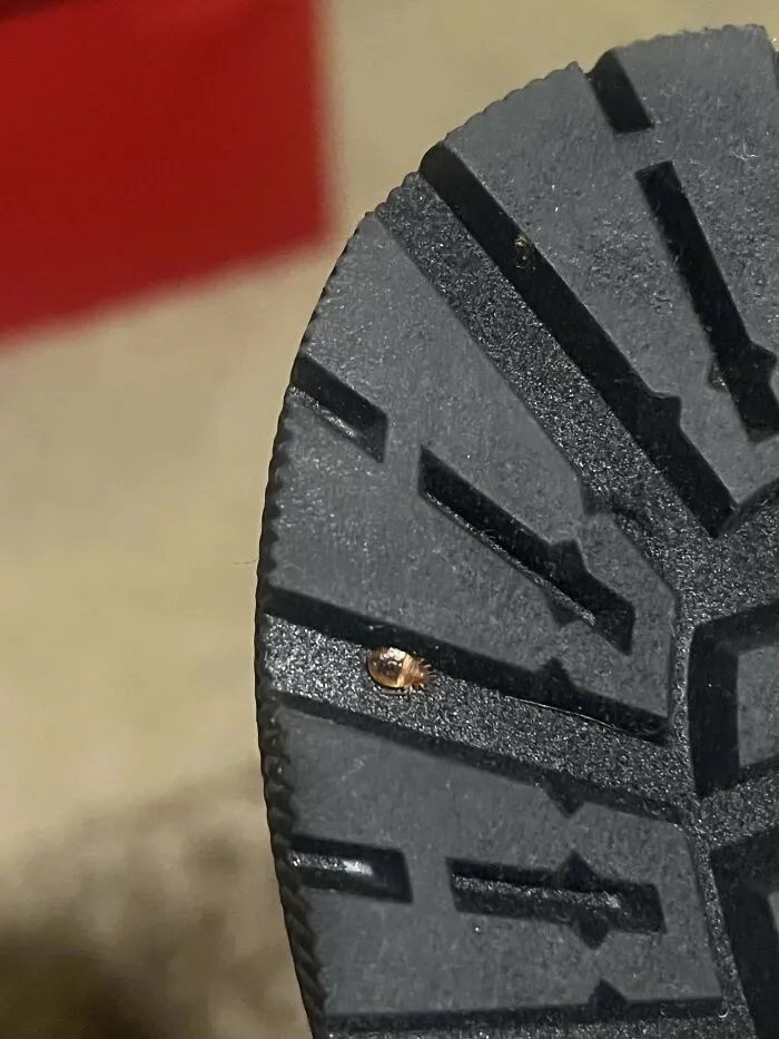 Keep Finding These Bugs In A Room I Just Rented What Are They And Should I Be Concerned?