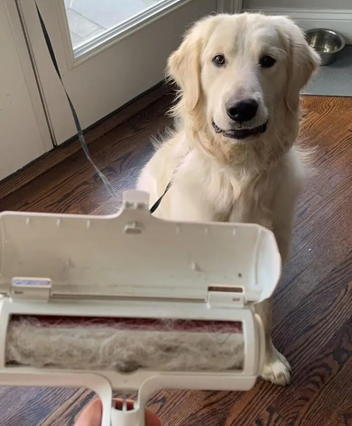Say Goodbye To Pet Hair With <span Style="Font:inherit;color:#d74b1f;"> Chom Chom Roller</Span>