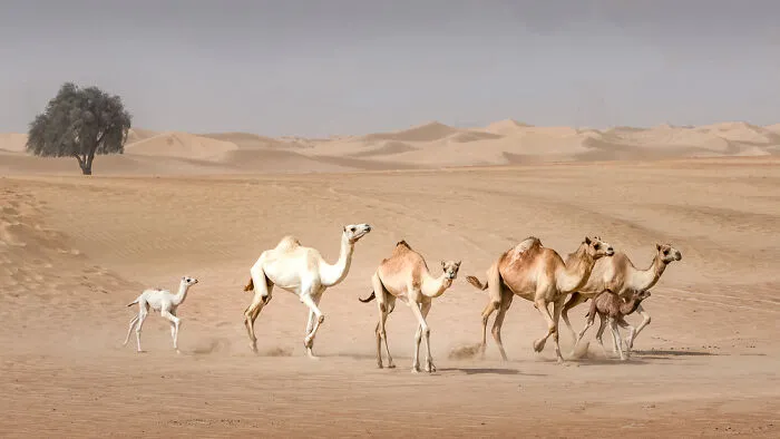 "Desert Camels" (Series) By Joke De Jager