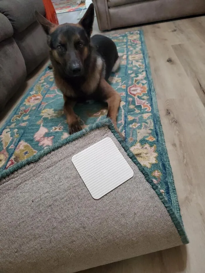 No Slip, All Grip: <span Style="Font:inherit;color:#d74b1f;"> Home Techpro Rug Pad Gripper</Span> - Clean Floors, Cleaner Tech!