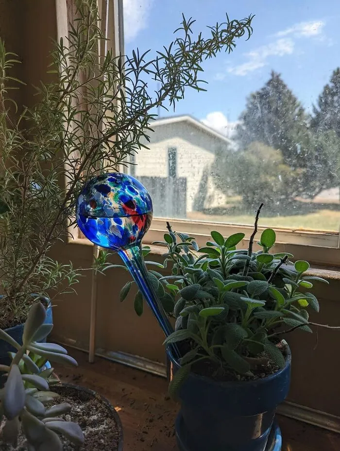 Thirsty Plants? <span Style="Font:inherit;color:#d74b1f;"> Blazin' Bison Self Watering Bulbs</Span> To The Rescue!