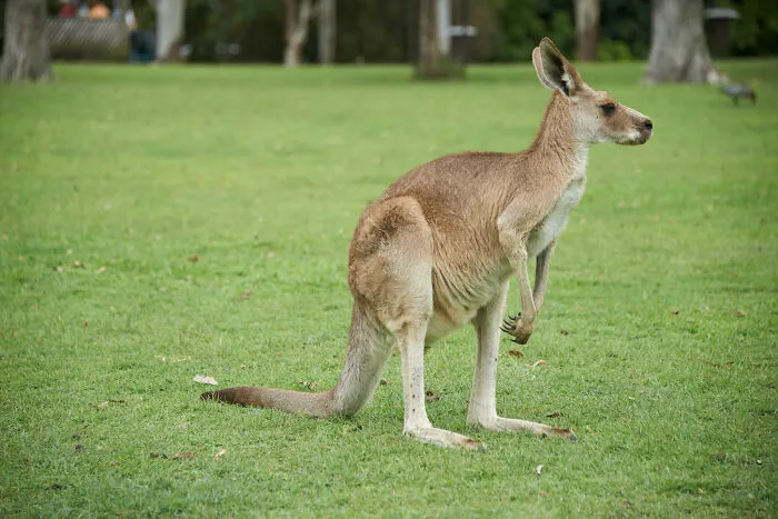 35 Fascinating Things About Australia That Shocked Visitors