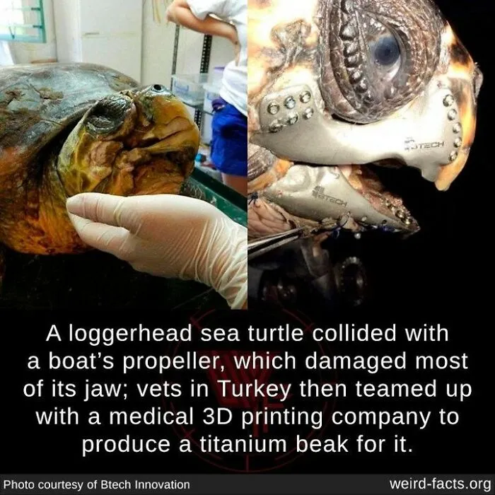 50 ‘Weird Facts’ About The World That You Might Not Have Known (New Pics)