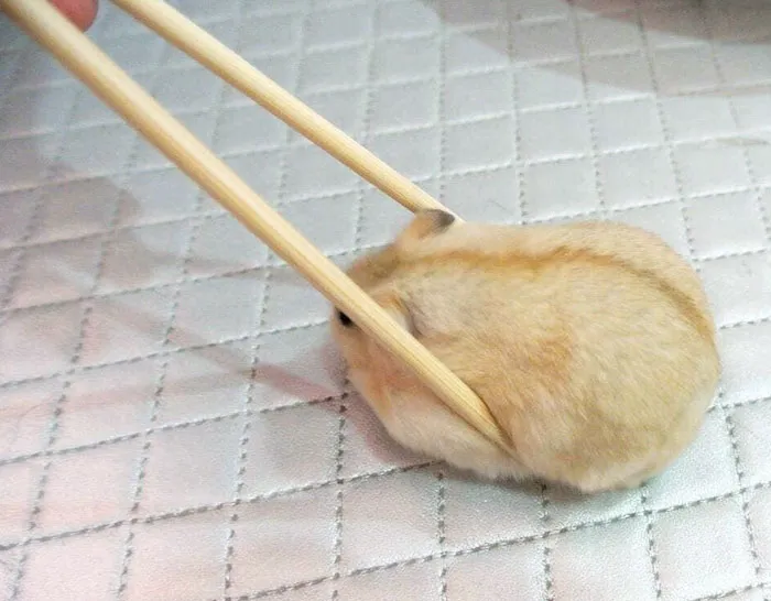 Forbidden Fluff