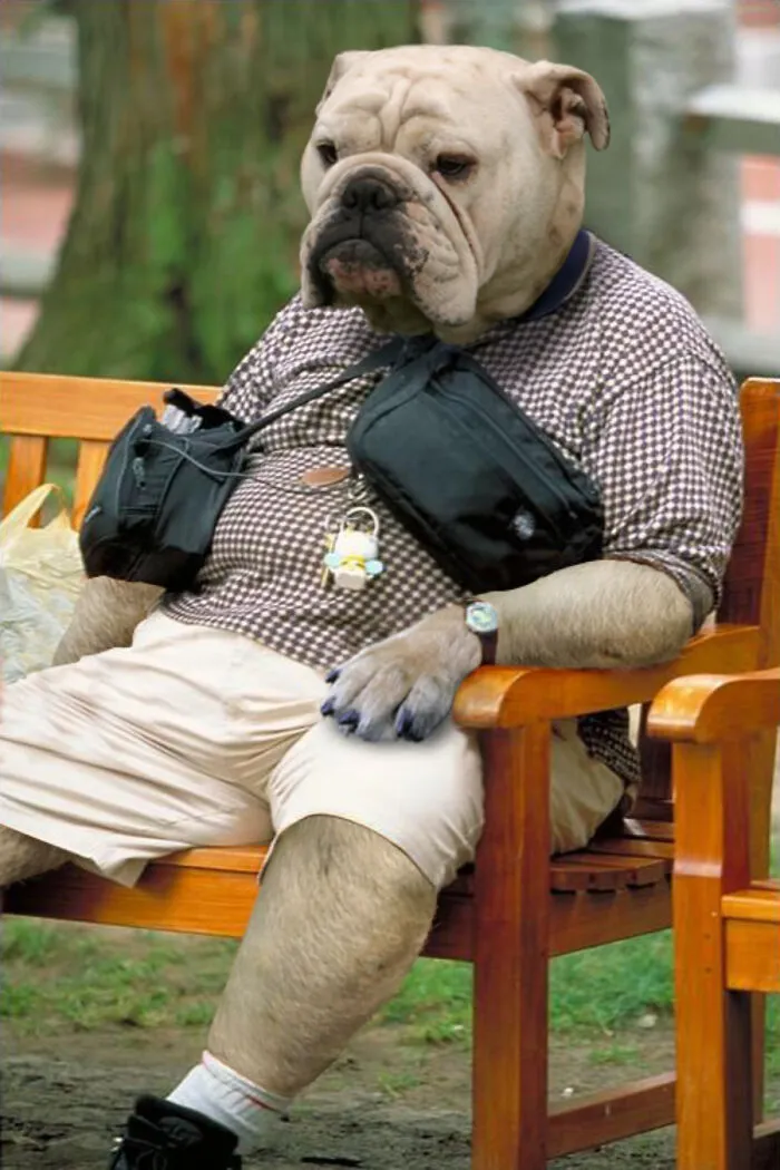 Designers Were Challenged To Dress-Up Animals In Human Clothing, Here Is How It Went (30 Pics)