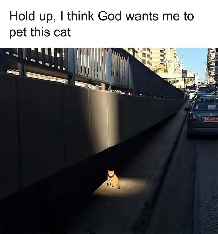 40 Funny And Cute Cats That Might Heal Your Depression, As Shared On This Instagram Page