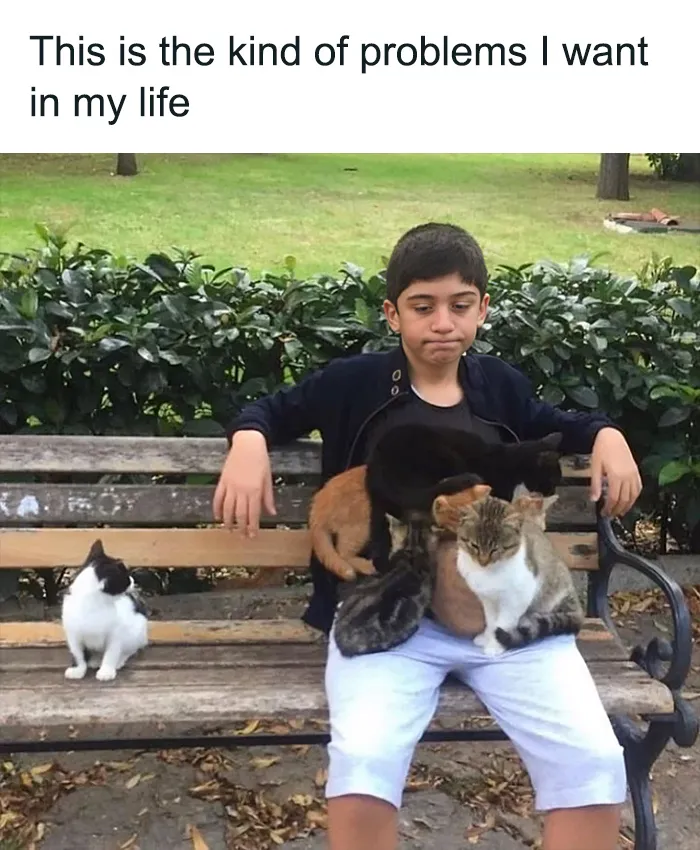 40 Funny And Cute Cats That Might Heal Your Depression, As Shared On This Instagram Page