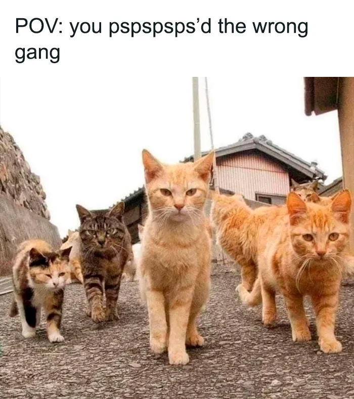 40 Funny And Cute Cats That Might Heal Your Depression, As Shared On This Instagram Page