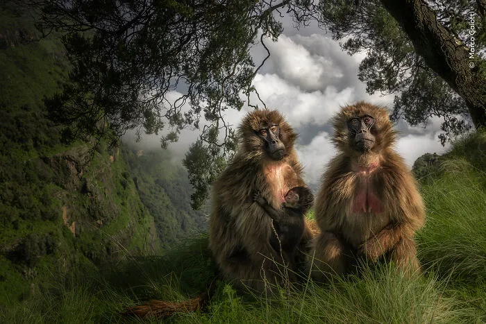"The Grassland Geladas" By Marco Gaiotti