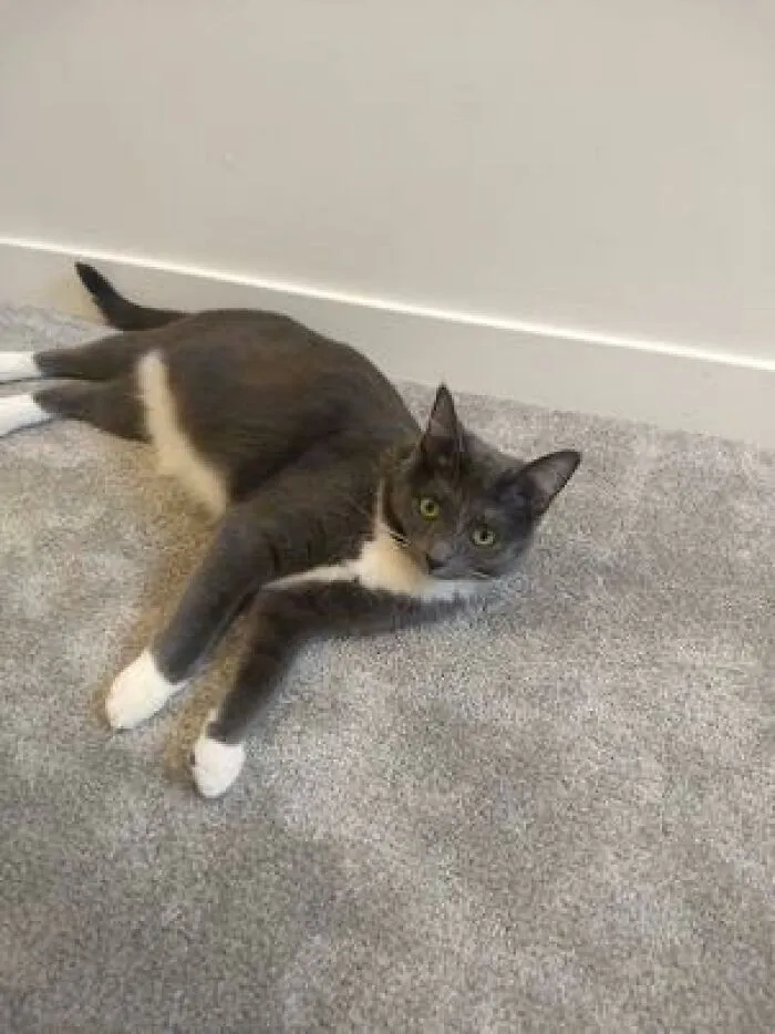 Wish I Was Making This Up. She Lays Around The House 24/7, Never Pays Rent, Always Begs Me For Free Food, Expects Me To Clean Up After Her, And Just Hides When I Try To Confront Her About It