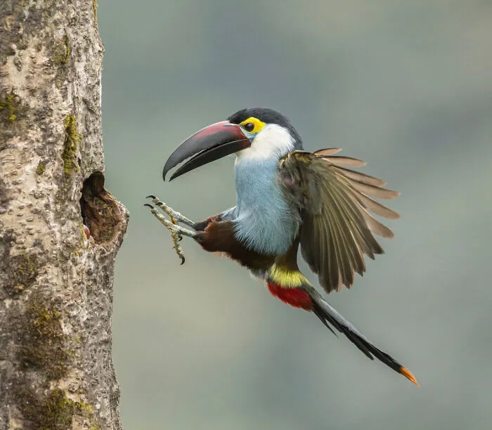 "Colombia, Express Landing" By Marcello Galleano
