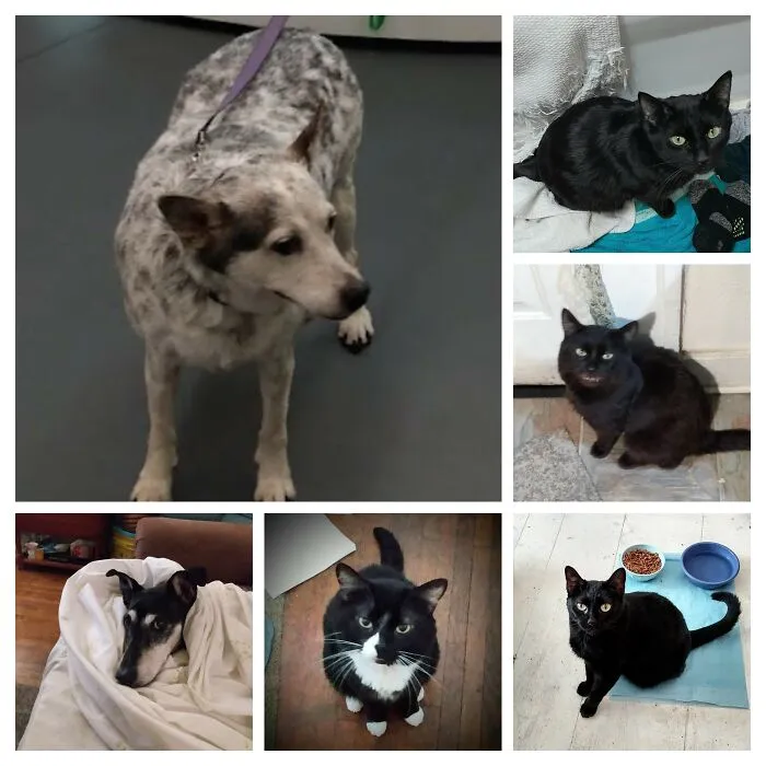 Rocki, Biscuits, Obie, Muffins, Valentino (Fathead), Isabel (Izzi)... All Rescues