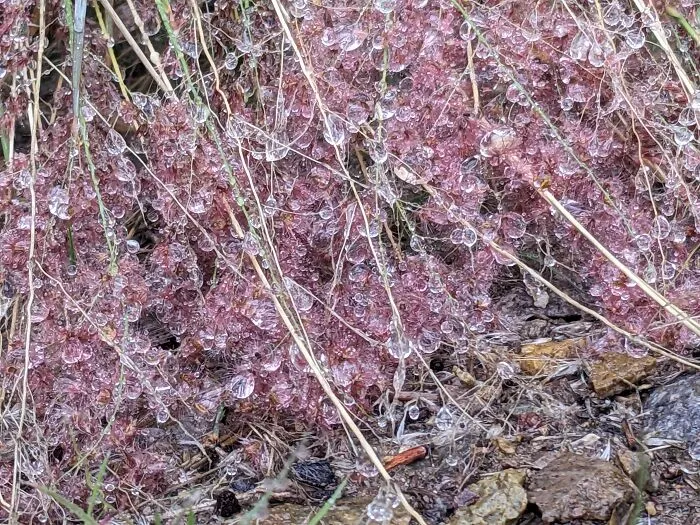 Weeds Like Gems