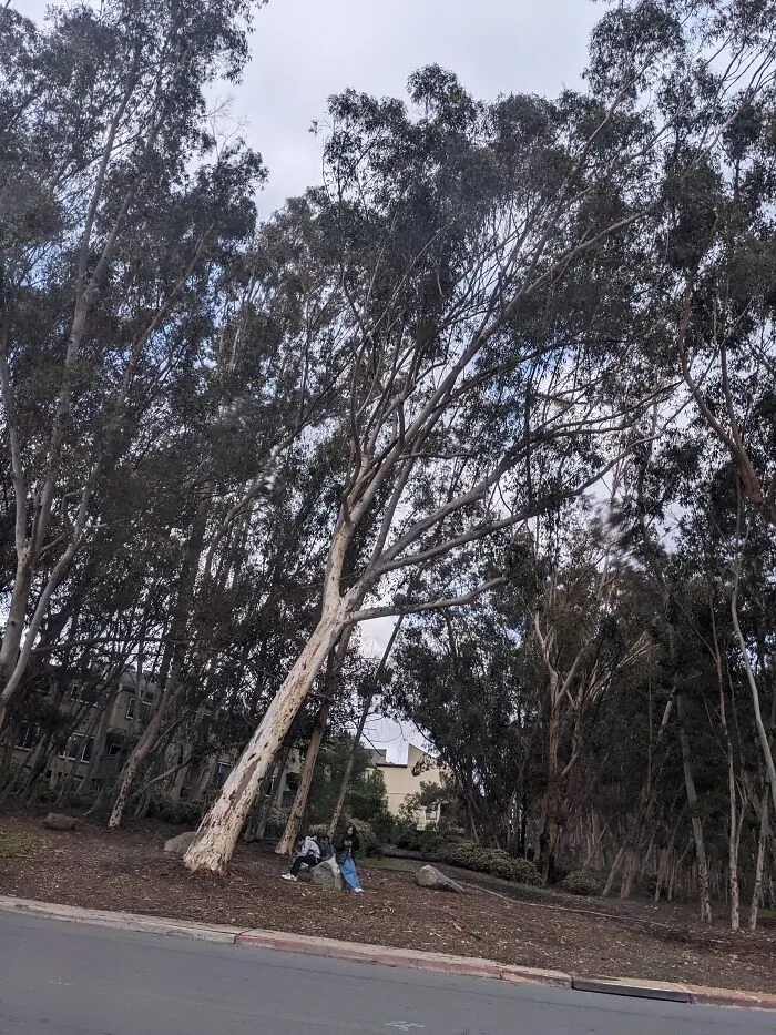 Is It Just Me Or Does That Look Like Hands? ( The Tree Over The Ppl)