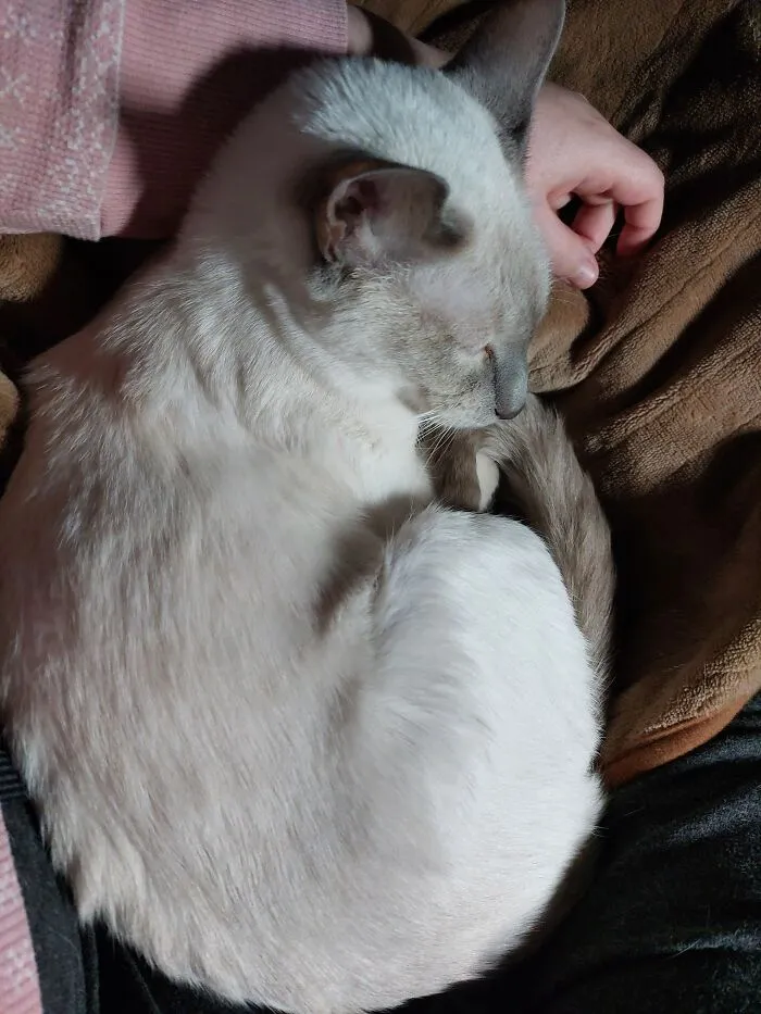 Sleepy Kitten