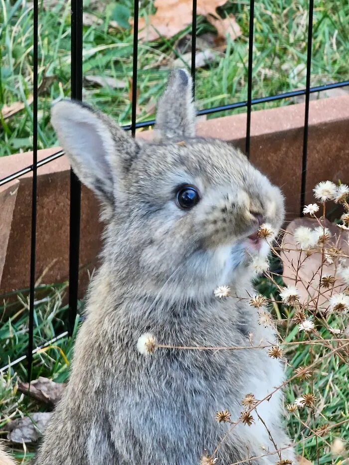 Just A Nibble