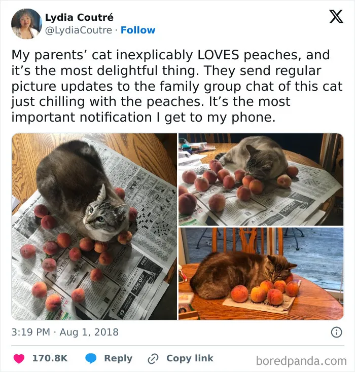50 Hilarious And Relatable Memes Dedicated To All Things Feline