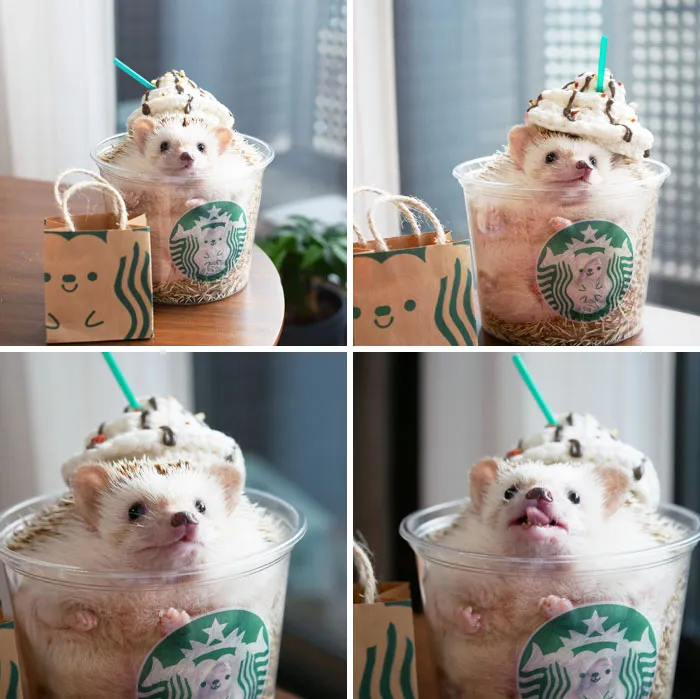 Starbucks Order